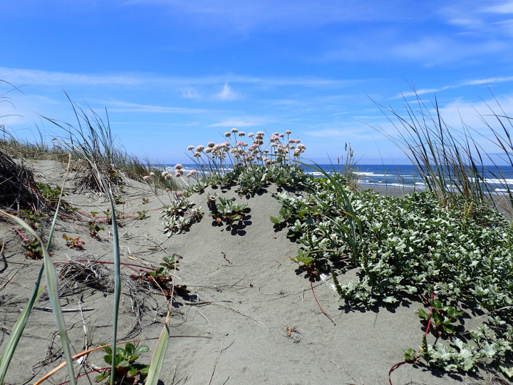 grass and low lying plants with pink tufts on seaside dunes